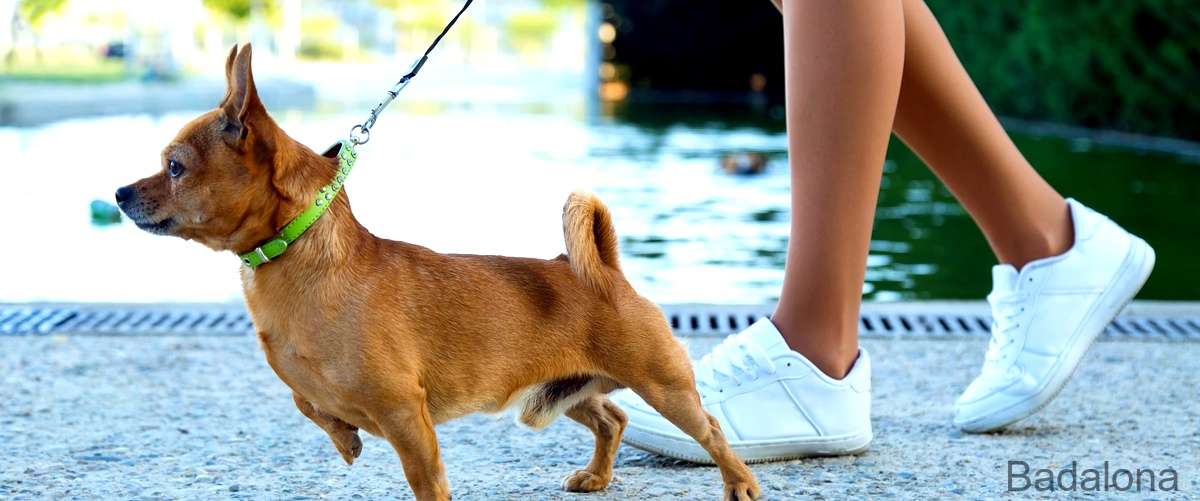Los 5 mejores cursos de adiestramiento canino en Badalona