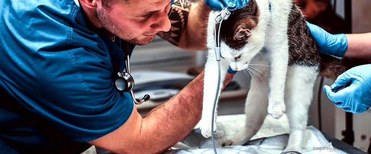 Los 3 mejores servicios de urgencias veterinarias de Badalona